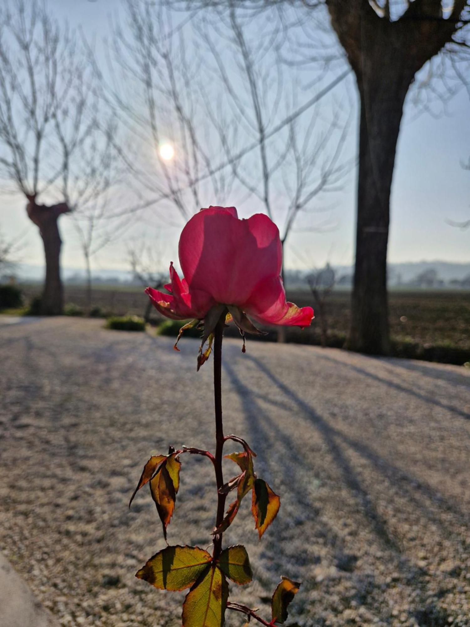 La Dolce Vita Castelfidardo Exteriör bild